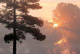 Trees In Foggy Sunrise_20424